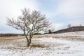 Bare Tree and an Old Barn Royalty Free Stock Photo