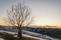 Bare tree in the Oltrepo' Pavese at the sunset