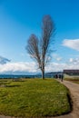 Bare Tree At Park