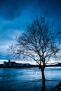 Bare tree by the river during the flood in late afternoon Royalty Free Stock Photo