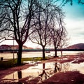Bare tree by the river during the flood in late afternoon Royalty Free Stock Photo