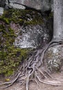 bare tree roots on huge boulders in the northern spruce forest
