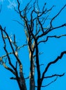 Bare tree Royalty Free Stock Photo