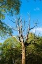 Bare tree Royalty Free Stock Photo