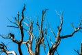 Bare tree Royalty Free Stock Photo
