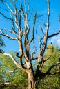 Bare tree Royalty Free Stock Photo
