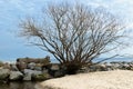 A bare tree on the seashore among the stones. Gdynia, Poland. Royalty Free Stock Photo