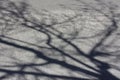 Bare tree shadow on empty asphalt road Royalty Free Stock Photo