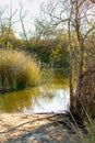 Bare tree on shore of pond with ratan reed grass and shrubbery