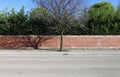 Bare tree on sidewalk with brick wall fence with hedge on behind. Street in front Royalty Free Stock Photo