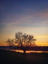 Bare tree silhouette against autumn sunset sky background. Idyllic steppe nature landscape, vertical shot. Late fall rural scene