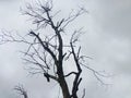 Bare Tree Silhouette Against Overcast Sky Royalty Free Stock Photo