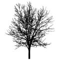 Bare tree silhouette. Beautiful leafless tree. Vector illustration