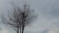 Bare Tree Silhouette with Bird Nest Against Gloomy Overcast Sky Royalty Free Stock Photo