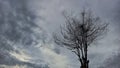 Bare Tree Silhouette with Bird Nest Against Gloomy Overcast Sky Royalty Free Stock Photo