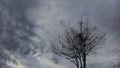 Bare Tree Silhouette with Bird Nest Against Gloomy Overcast Sky Royalty Free Stock Photo