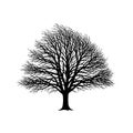 Bare Tree Silhouette Vector Illustration on White Background Royalty Free Stock Photo