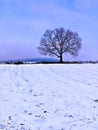 Bare tree silhouette on snow covered field. Vibrant colorful winter landscape Royalty Free Stock Photo