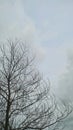 Bare Tree Silhouette Under an Overcast Sky Royalty Free Stock Photo