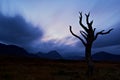 Bare tree silhouetted at dusk