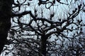 Bare tree silhouettes against winter cloudy sky. Bare branches under snow. Winter wood. Royalty Free Stock Photo