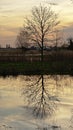 Bare tree silhouettes reflecting in the water against a sunset sky