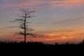 Bare Tree Sillhouette against Sunset Sky Royalty Free Stock Photo