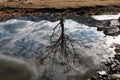 Bare tree and sky reflection in a mountain pond Royalty Free Stock Photo