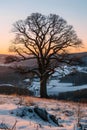 Bare tree in snowy field under sunset sky, surrounded by ecoregion landscape Royalty Free Stock Photo