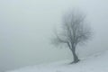 Bare tree in snowy landscape shrouded in heavy fog Royalty Free Stock Photo