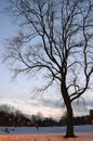 Bare tree in a snowy winter park at dusk