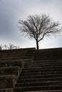 bare tree stairs and moody sky Royalty Free Stock Photo