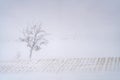 Bare tree standing in snowy field during blizzard Royalty Free Stock Photo
