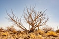 Bare Tree Stands Alone In The Desert Above Carlsbad Caverns