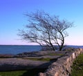 Bare tree and stonewall by the sea. Royalty Free Stock Photo