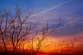 Bare tree at sunset Royalty Free Stock Photo
