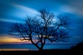 Bare tree in the sunset Royalty Free Stock Photo