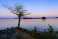 Bare Tree at Sunset on Lake Lanier in November Royalty Free Stock Photo