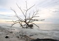 Bare tree on sunset sea