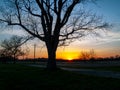 Bare Tree Sunset Royalty Free Stock Photo