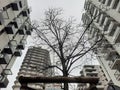 Bare tree surrounded by modern buildings