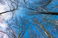 Bare tree tops grow in deciduous grove on blue sky upward view, treetops