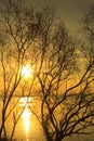 Bare tree in tropical Reservoir