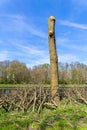 Bare tree trunk with heap of pruned branches