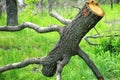 Bare tree trunk or snag with branches lying on the green grass in the park