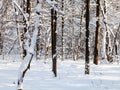 bare tree in snow-covered forest in sunny day Royalty Free Stock Photo