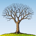 Bare tree (vector) Royalty Free Stock Photo
