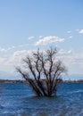 Bare tree in the water. Barr Lake State Park, Colorado