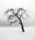 Bare tree in winter