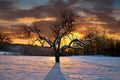 Bare tree in winter